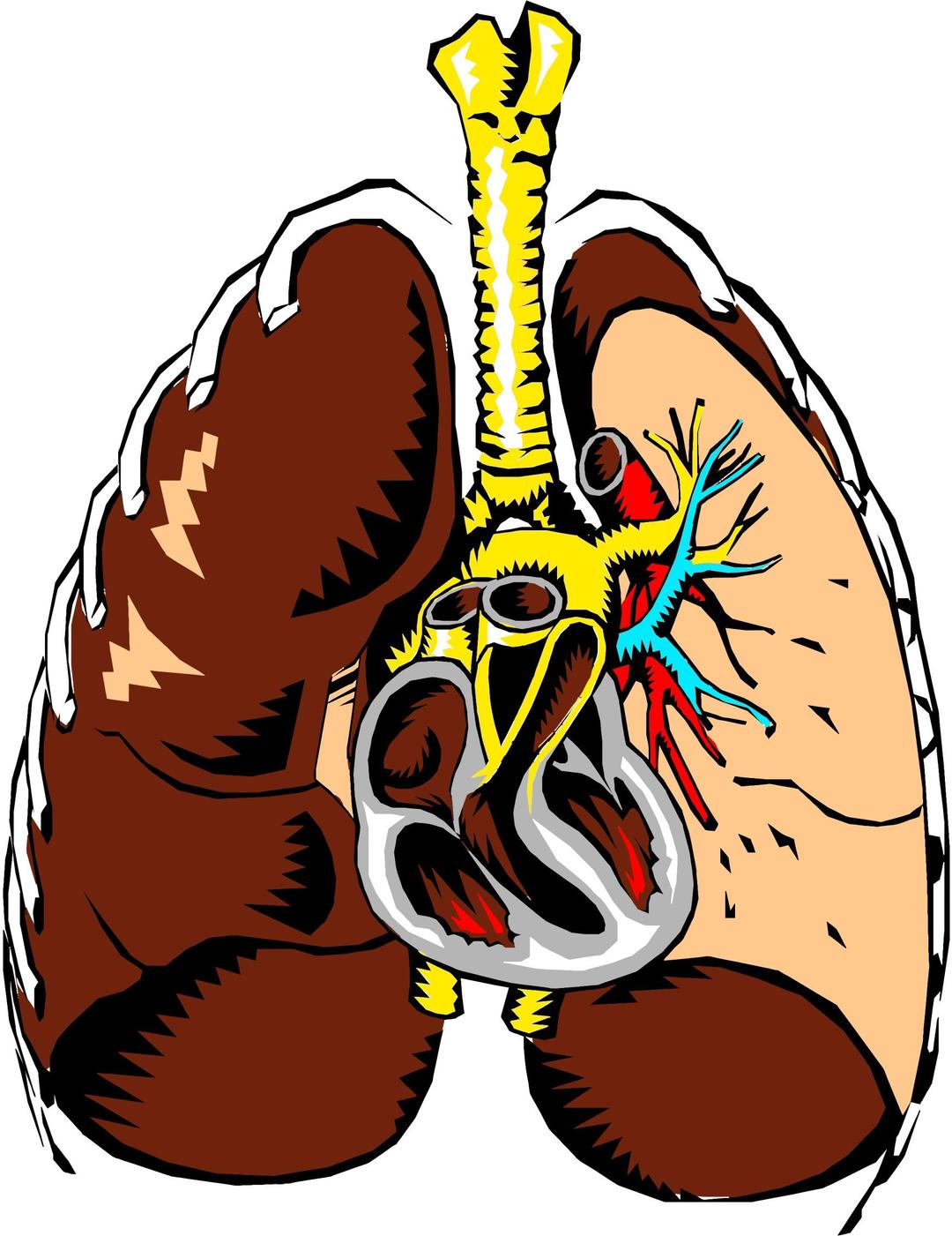Lungs Cross Section Illustration png transparent