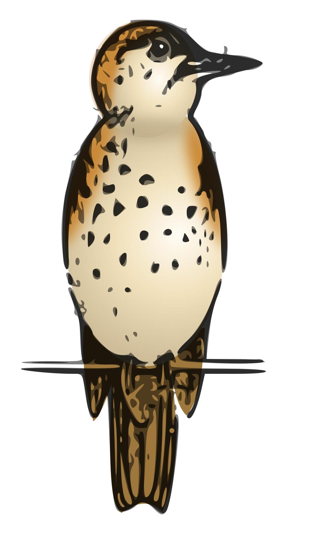 Lutz - thrush colored png transparent