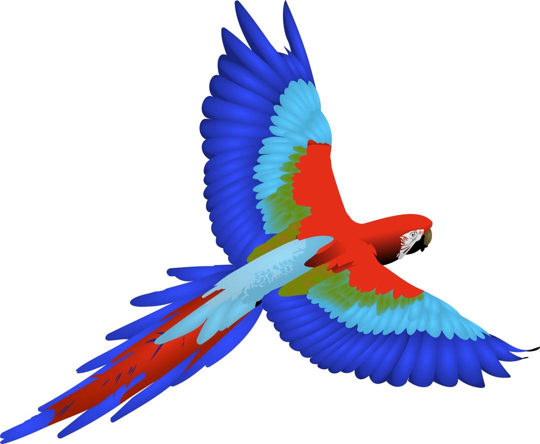 Macaw png transparent