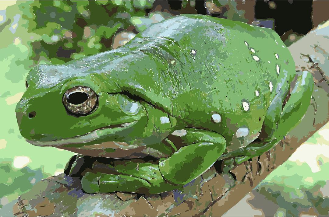 Magnificent tree frog (Litoria splendida) crop png transparent
