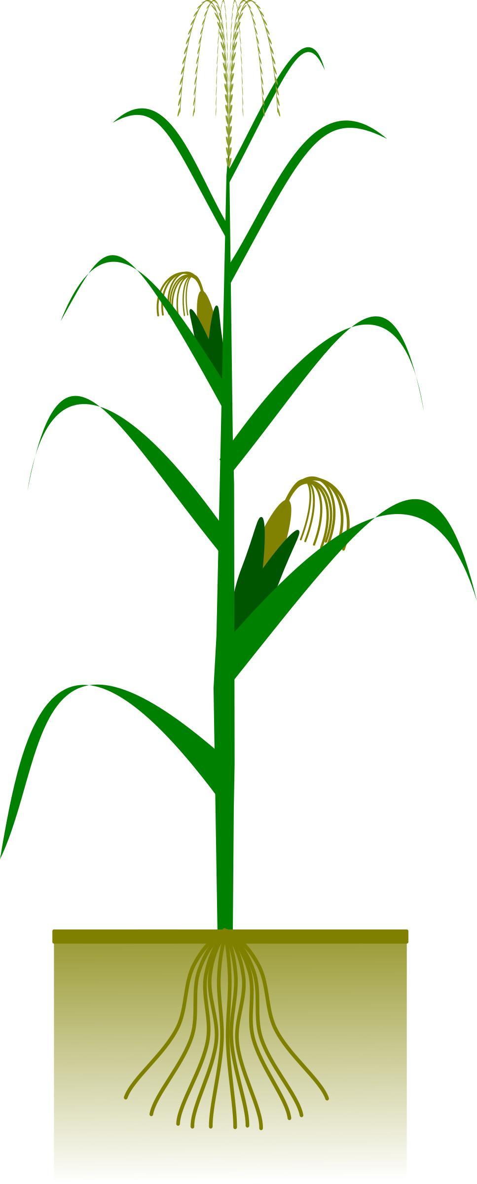 Maize plant png transparent