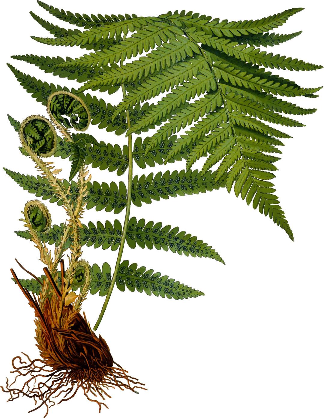Male fern 2 (detailed) png transparent