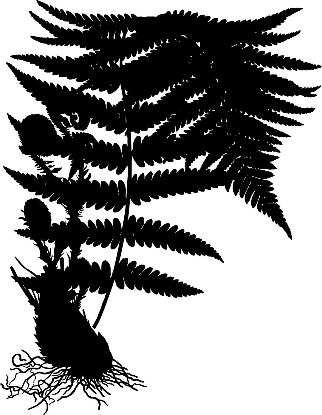 Male fern 2 (silhouette) png transparent