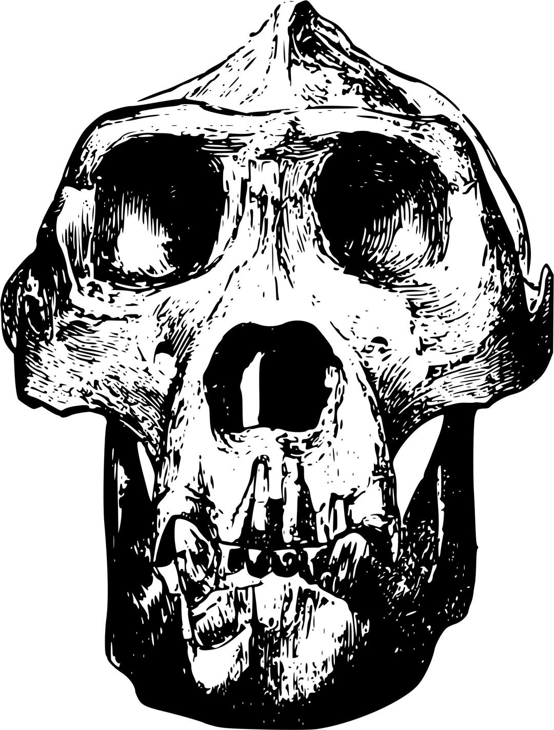 Male gorilla skull png transparent
