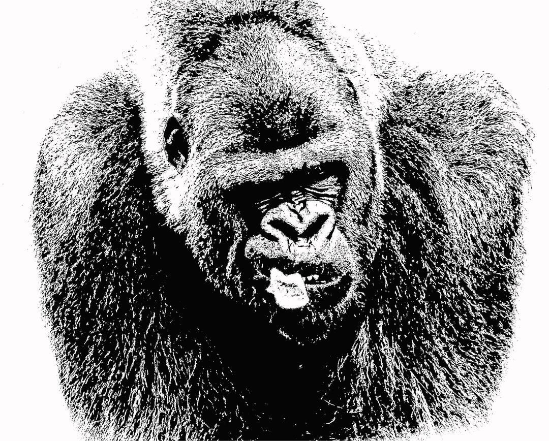 Male Lowland Gorilla Closeup png transparent