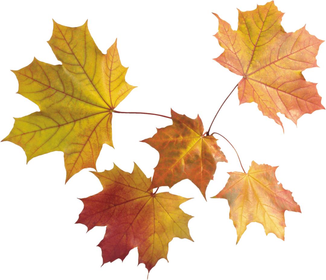 Maple Leaves Group png transparent