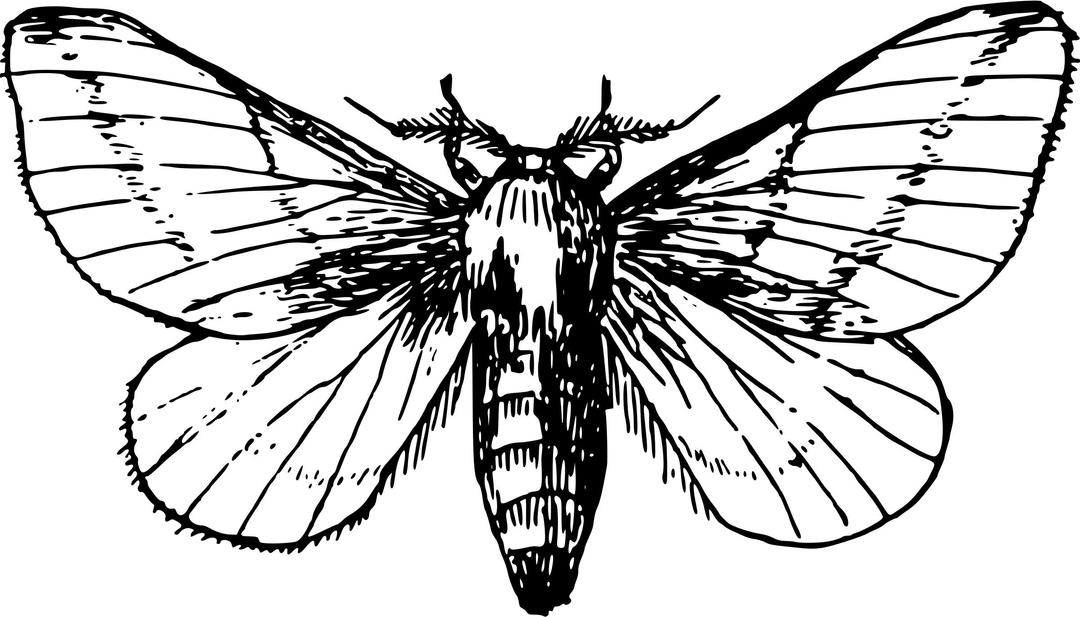 Maple moth png transparent