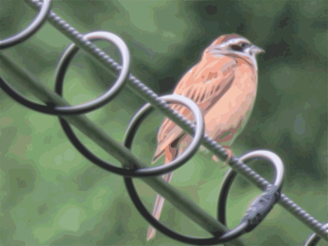 meadow bunting png transparent