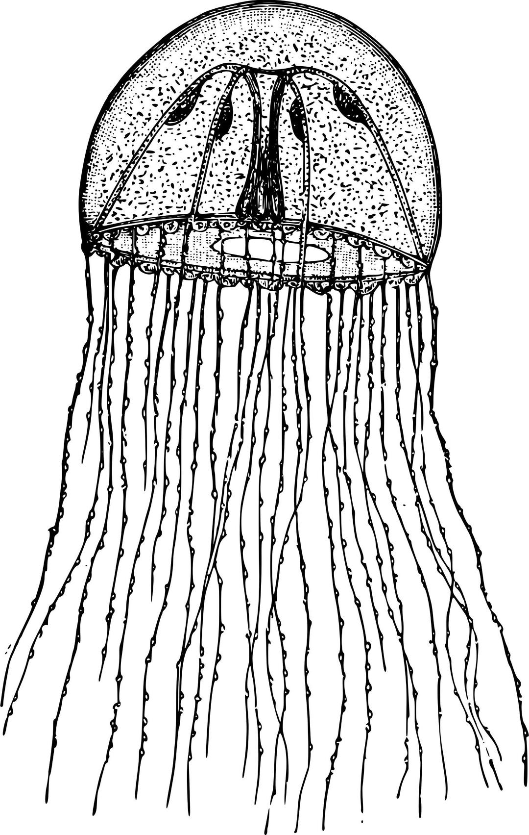 Medusa of hydrozoa png transparent
