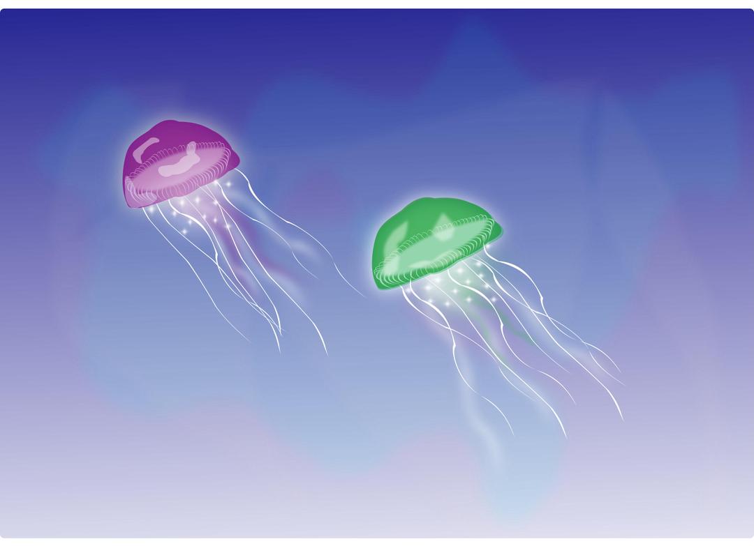 medusas (Two Jellyfishes) png transparent