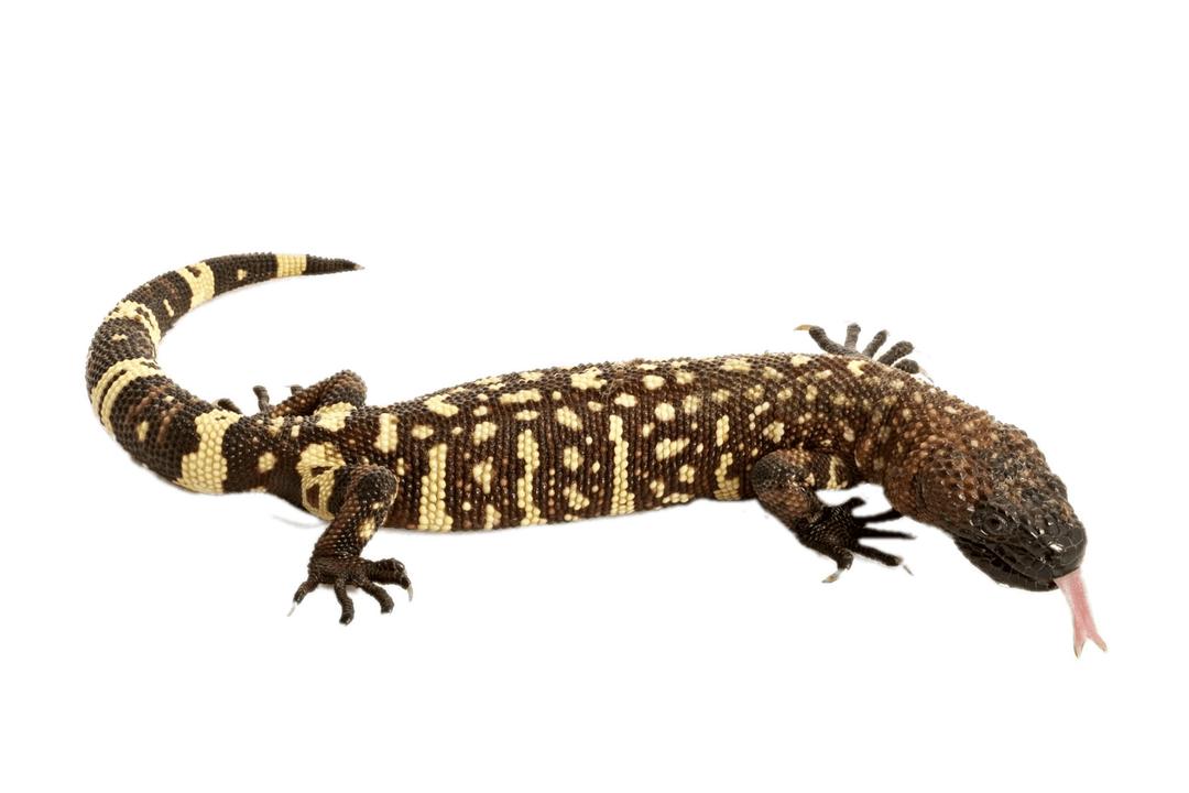 Mexican Beaded Lizard png transparent