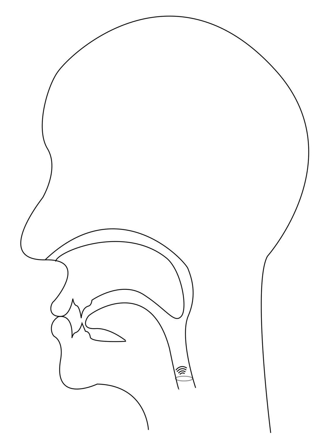 midsagittal M - voiced bilabial nasal png transparent