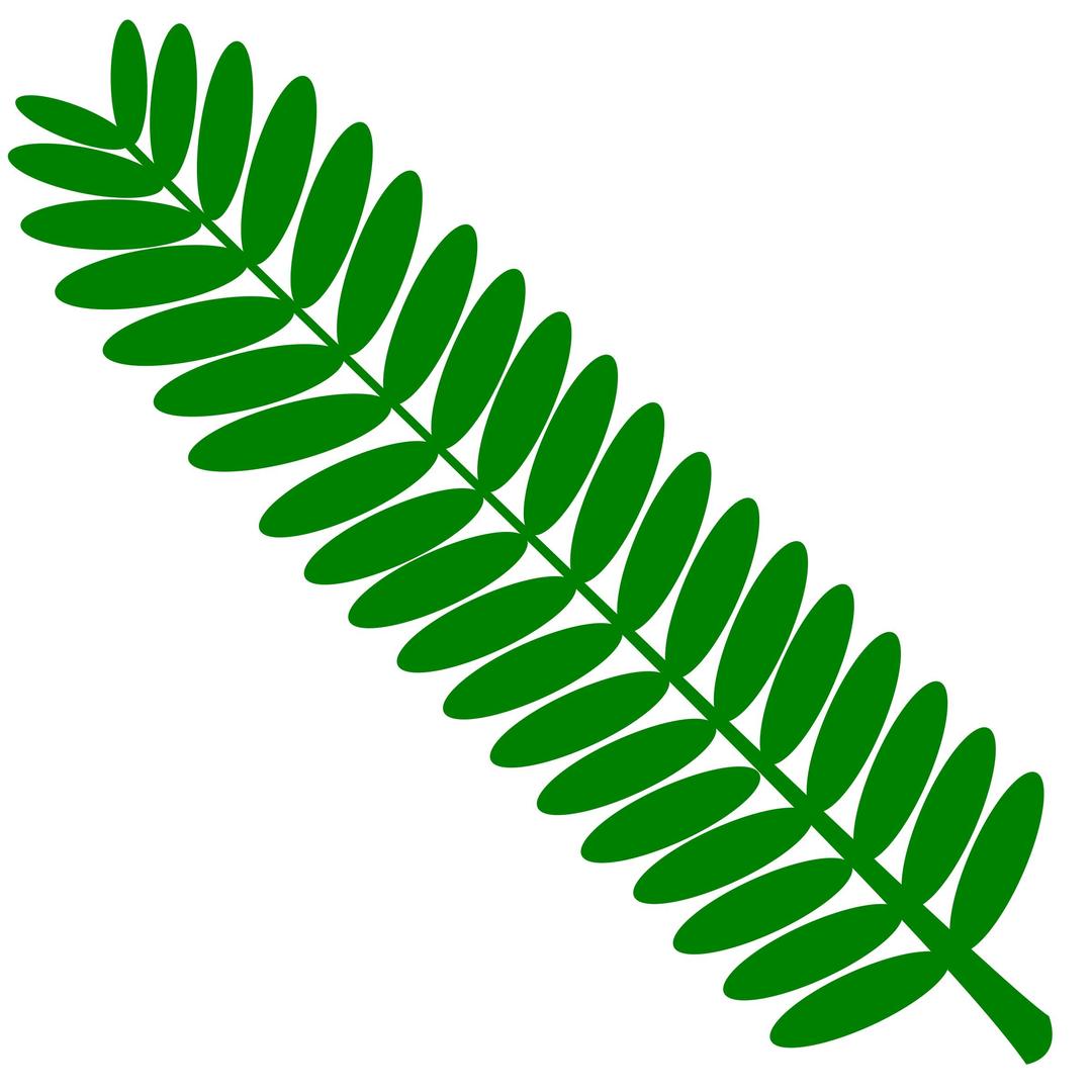 Mimosa leaf twig (touch-me-not) plant- one color png transparent