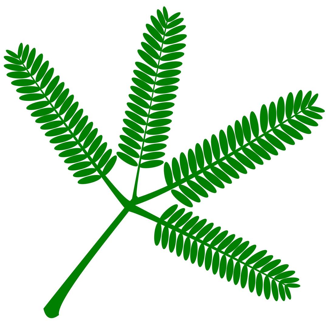 Mimosa set of twigs- as typically seen on the plant png transparent