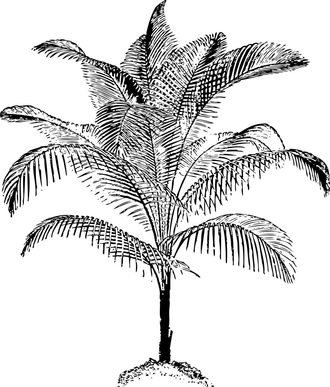 miniature coconut palm png transparent