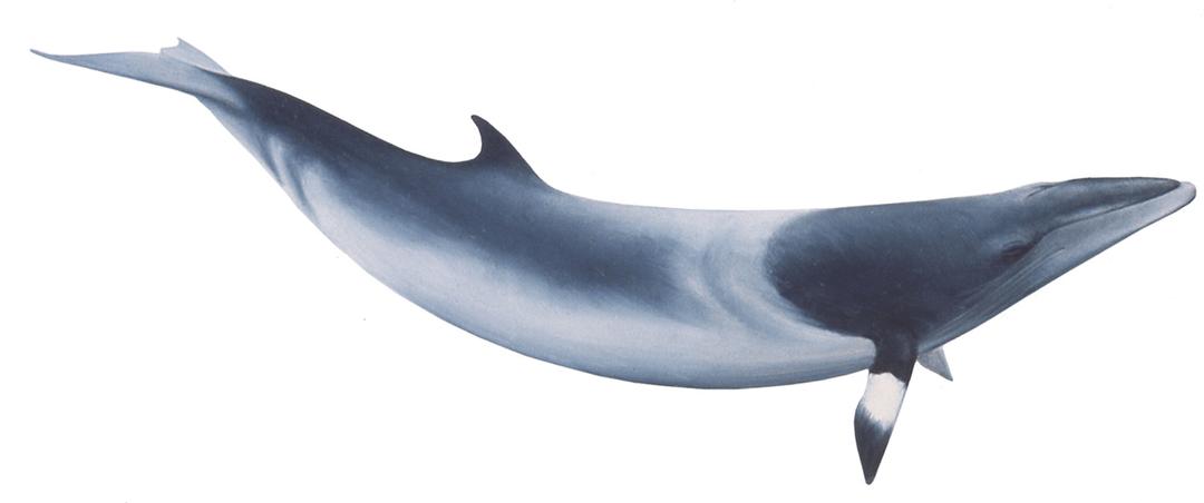 Minke Whale png transparent