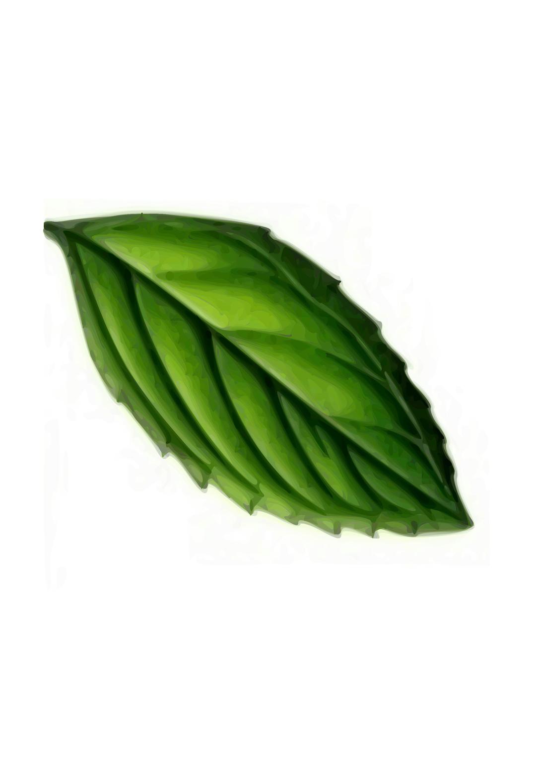 Mint Leaf png transparent