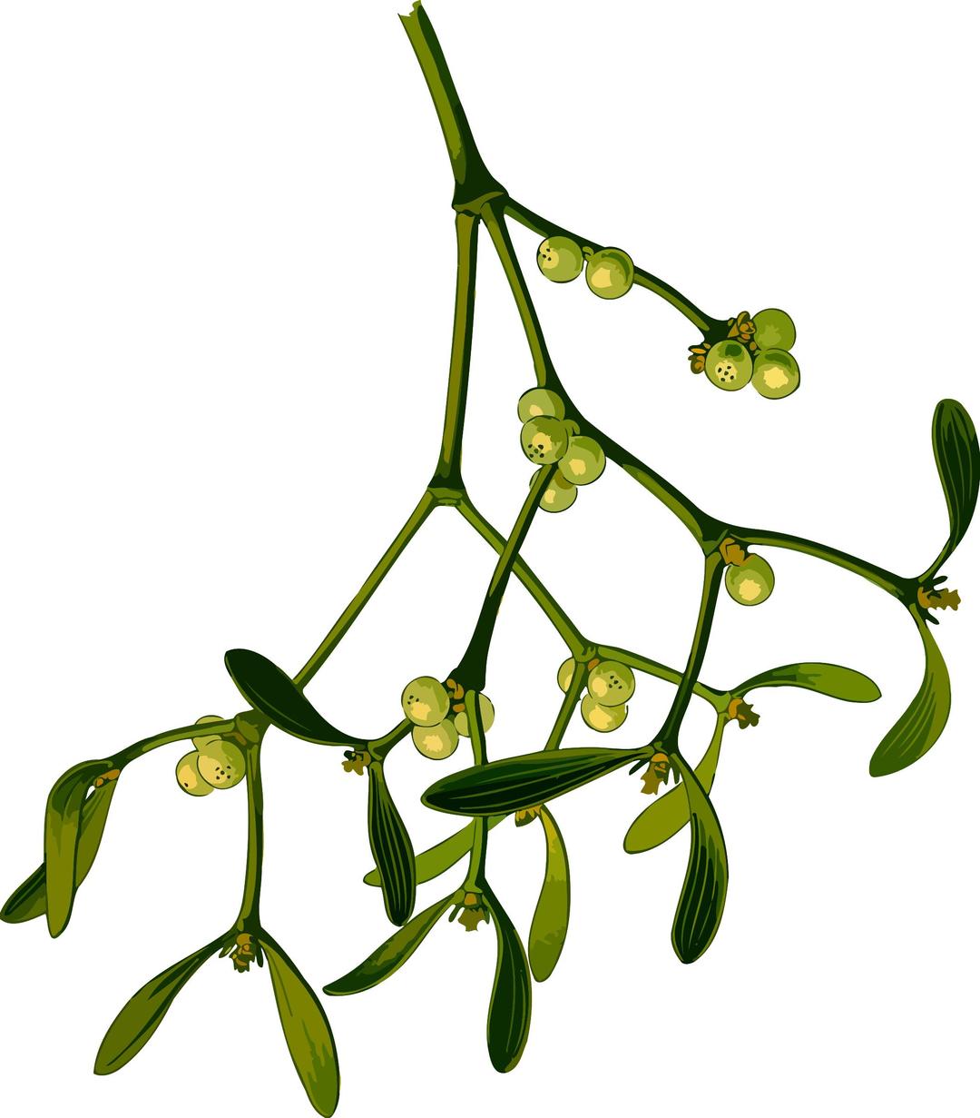 Mistletoe (low resolution) png transparent