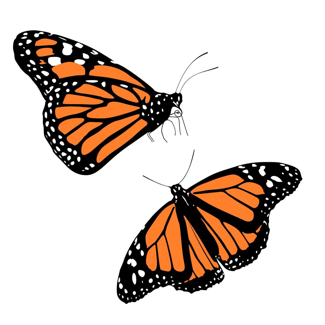 Monarch butterflies png transparent