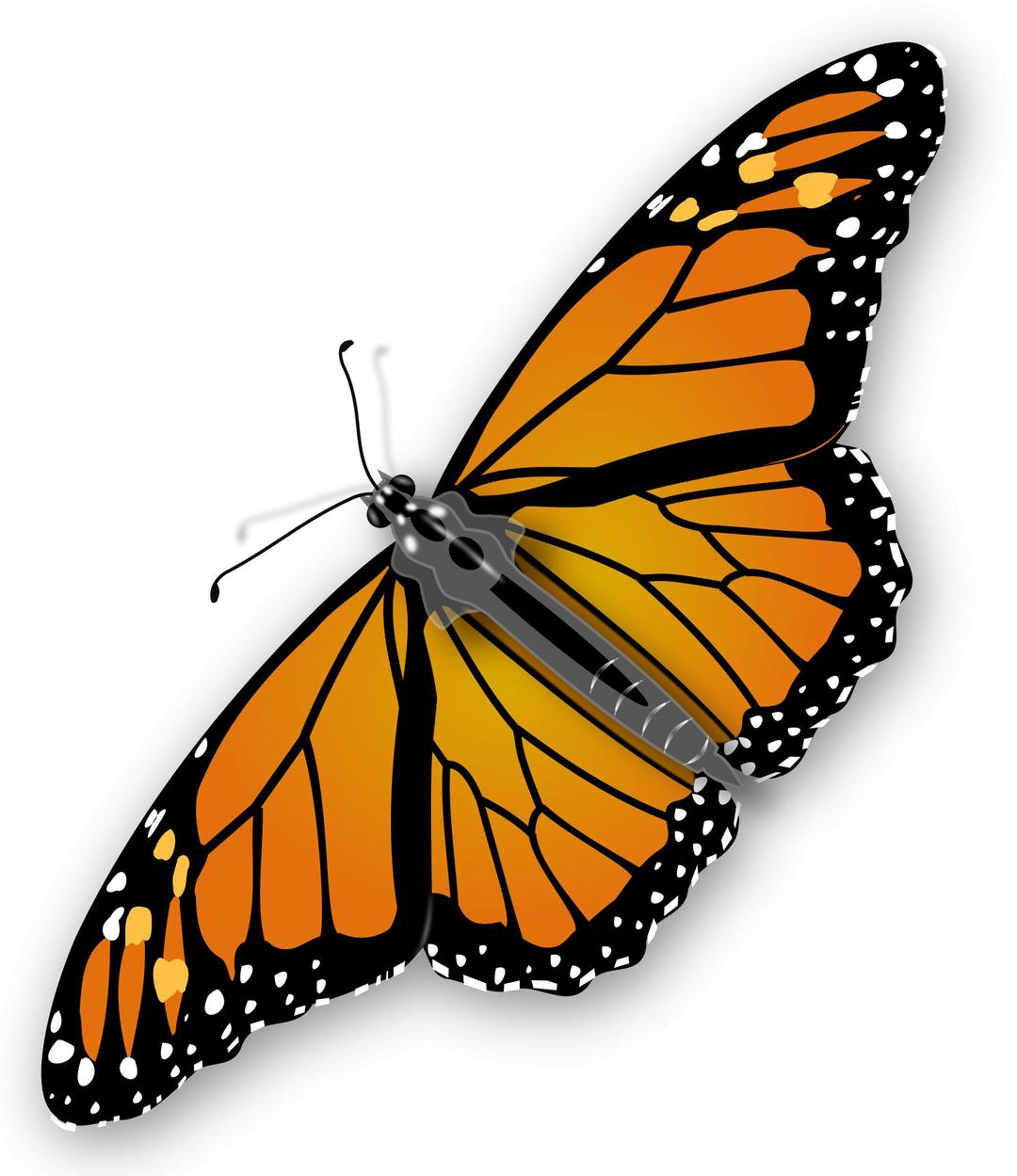 Monarch Butterfly png transparent