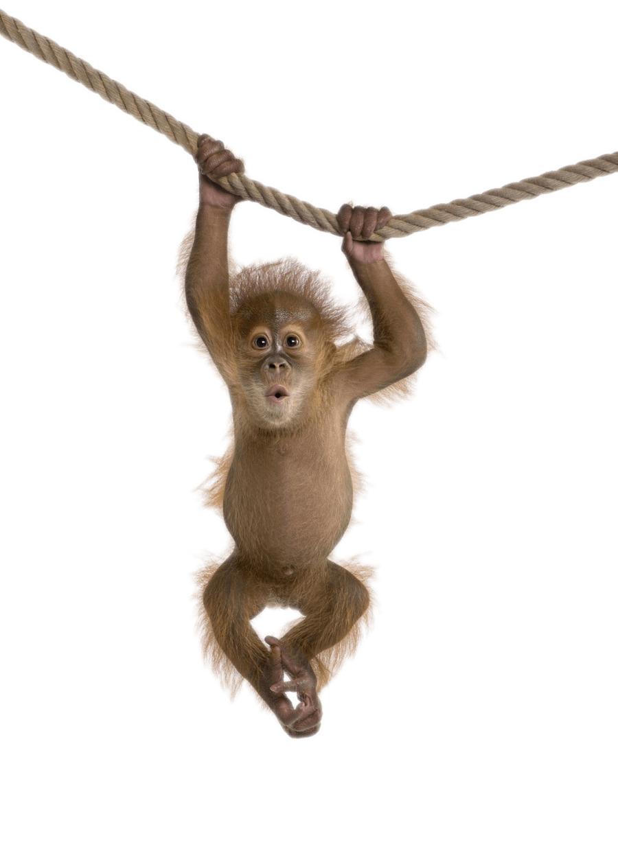 Monkey On Rope png transparent