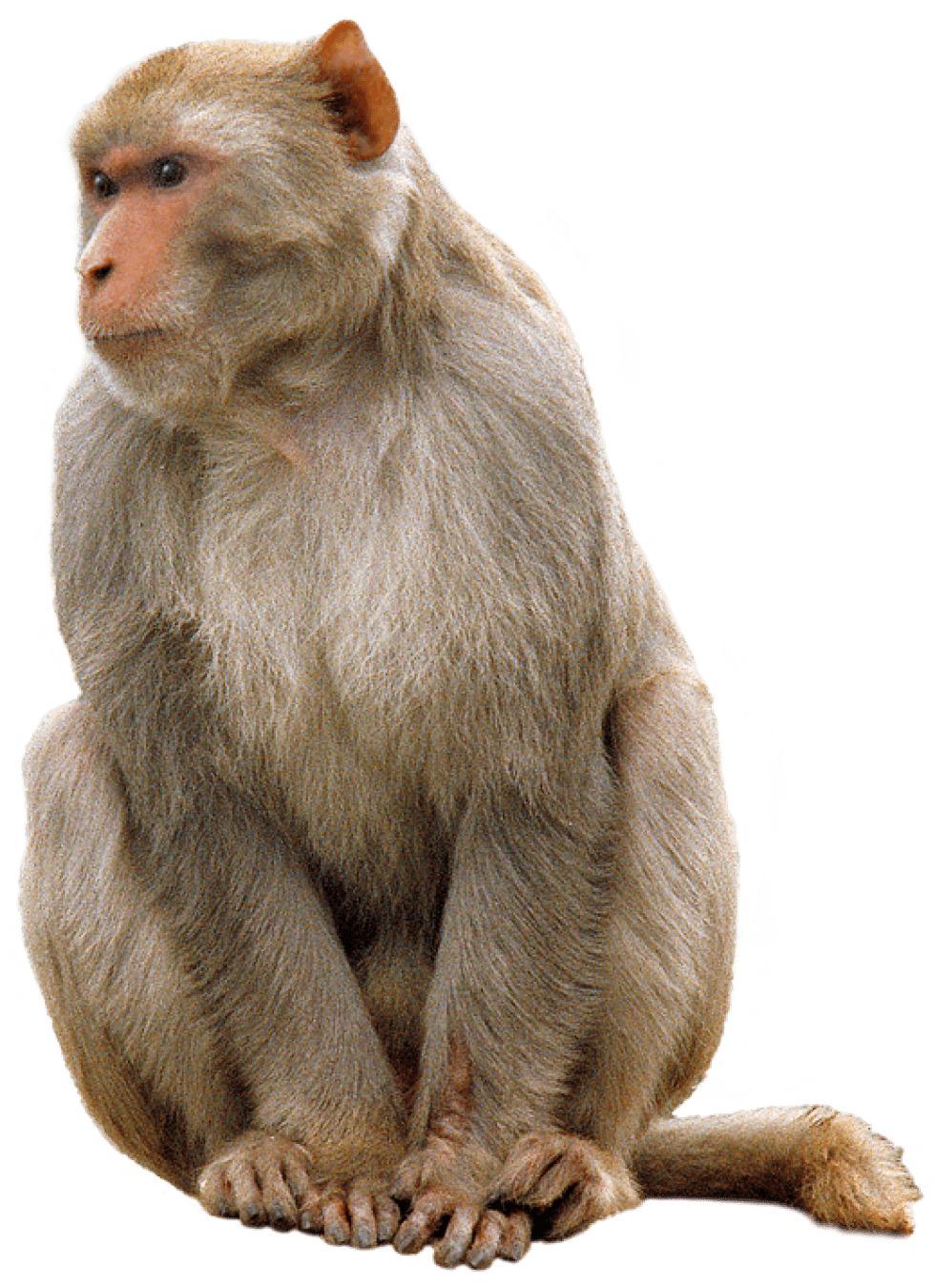 Monkey Sitting png transparent