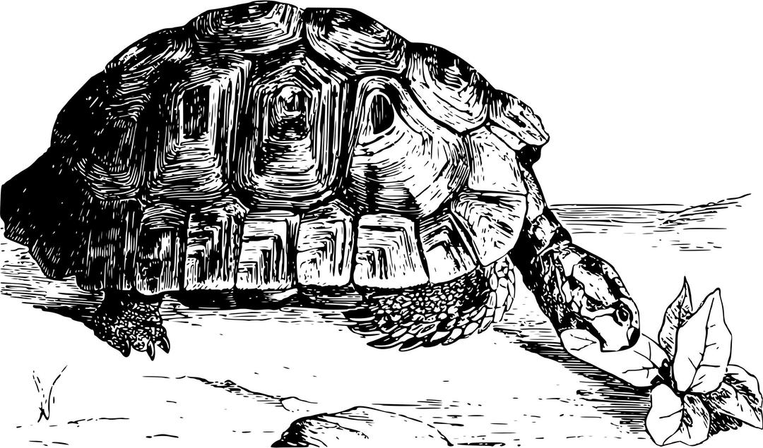 Moorish tortoise png transparent