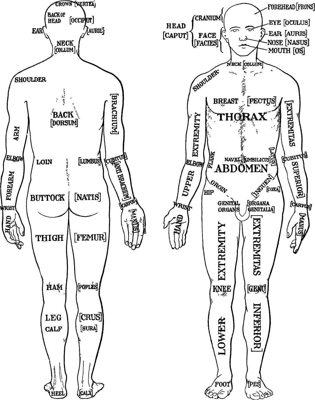 Morris Human Anatomy Diagram 1933 png transparent