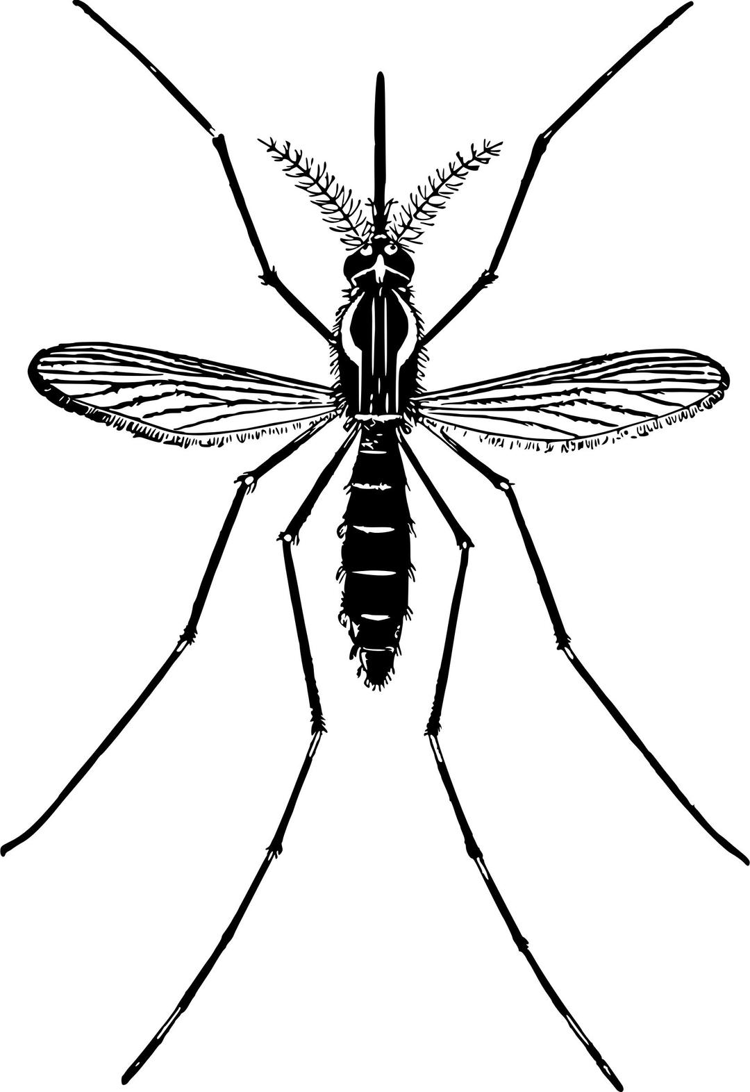 Mosquito 2 png transparent