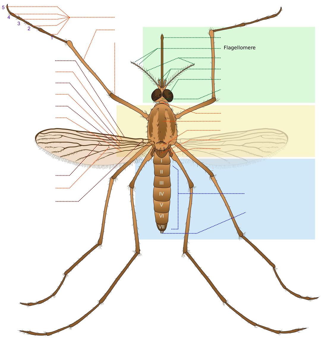 Mosquito parts EN png transparent