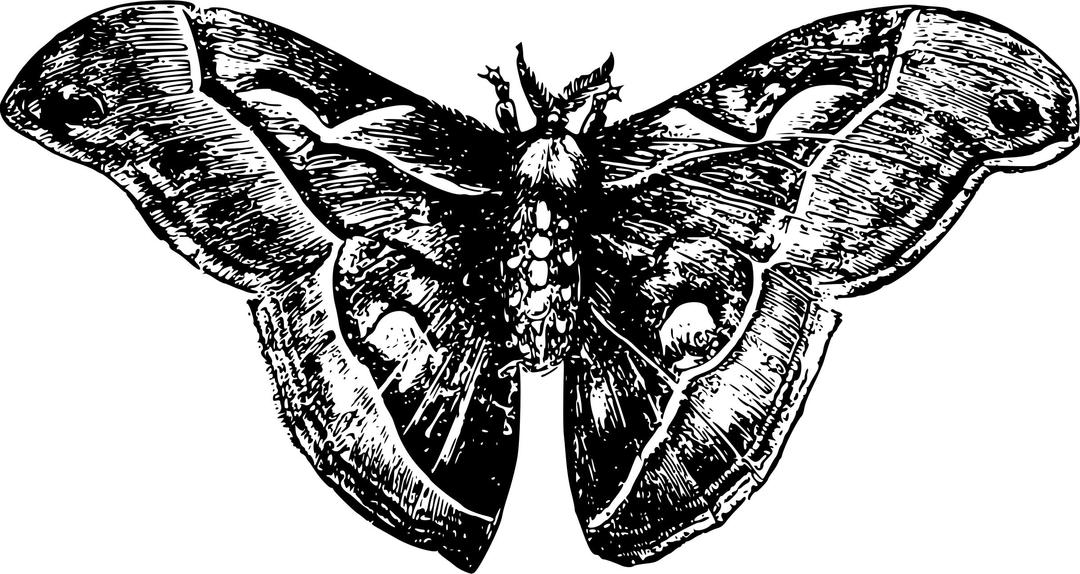 moth png transparent