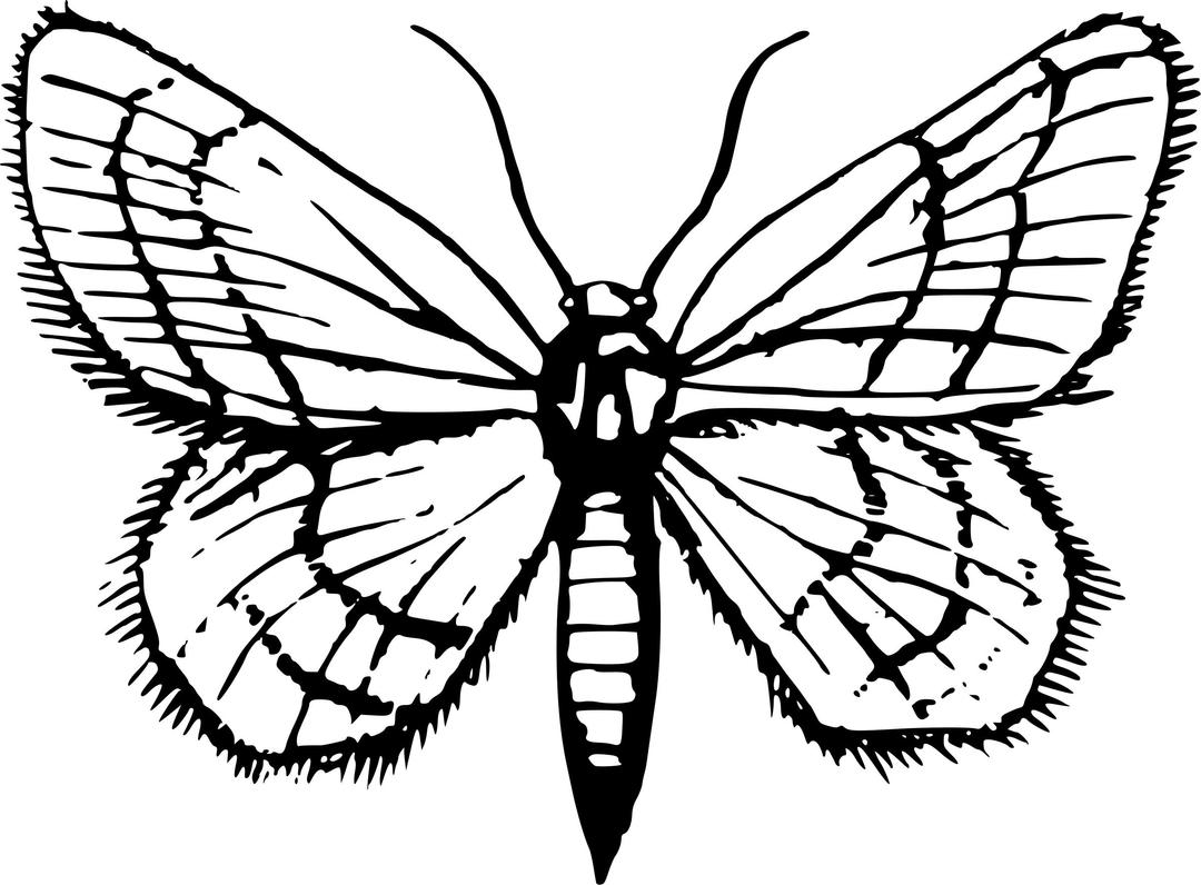 Moth 2 png transparent