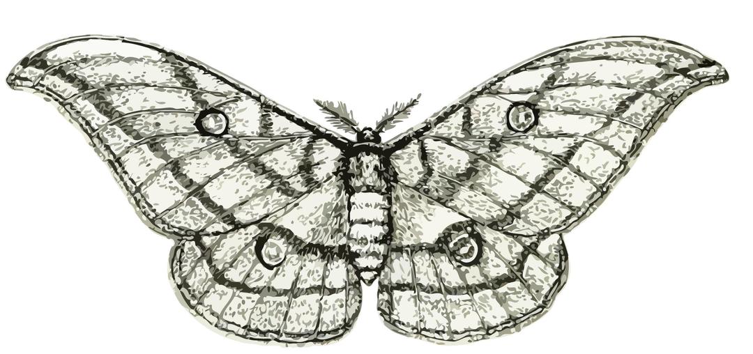 Moth 3 png transparent