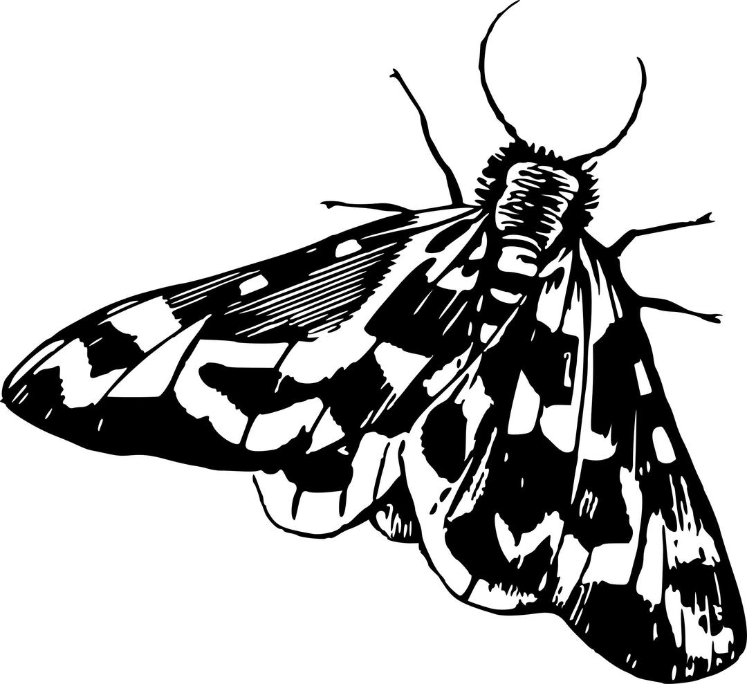 Moth 4 png transparent