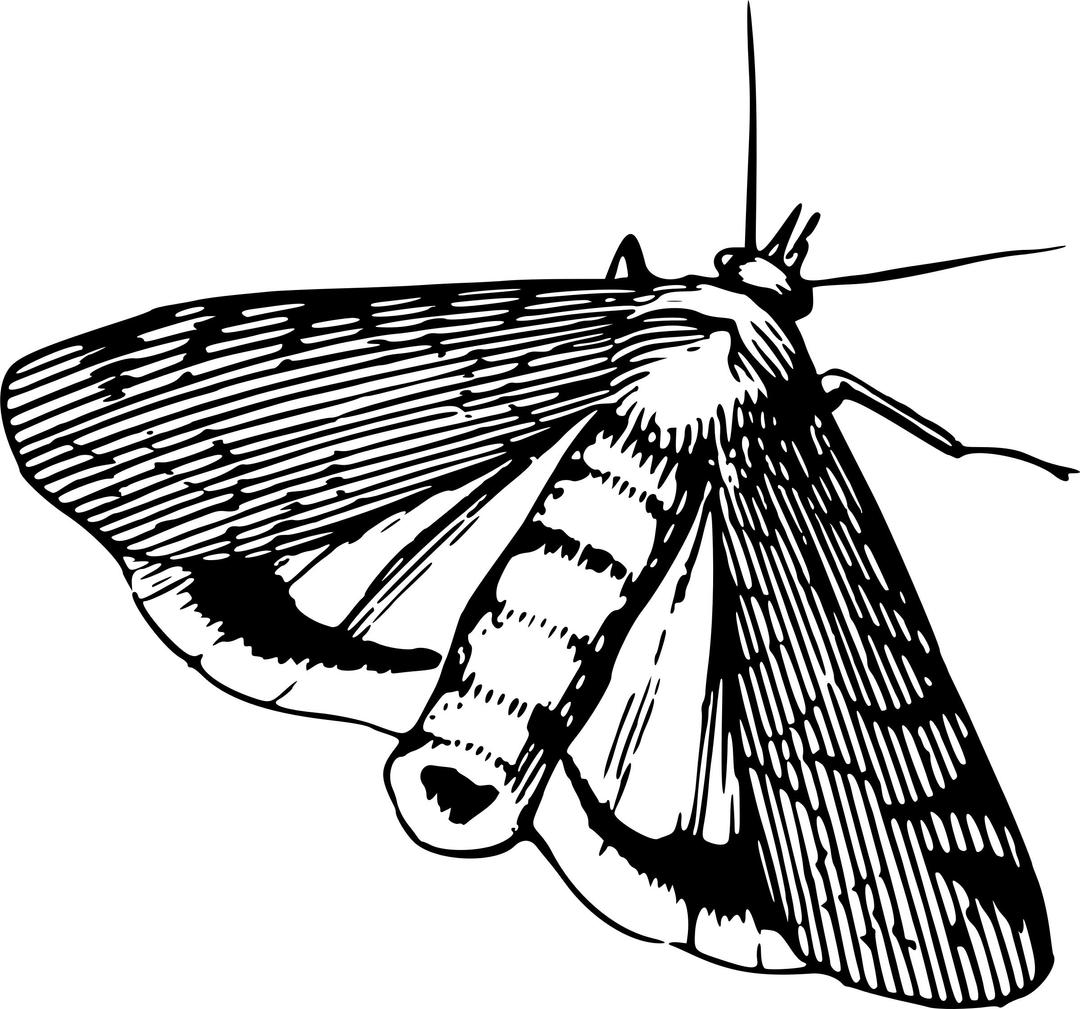 Moth 5 png transparent