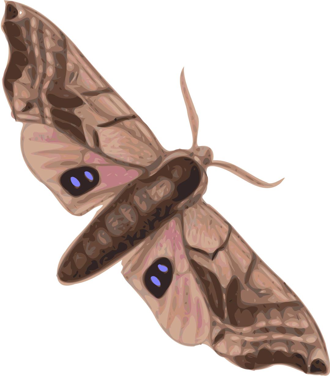 moth (smerinthus geminatus) top view png transparent