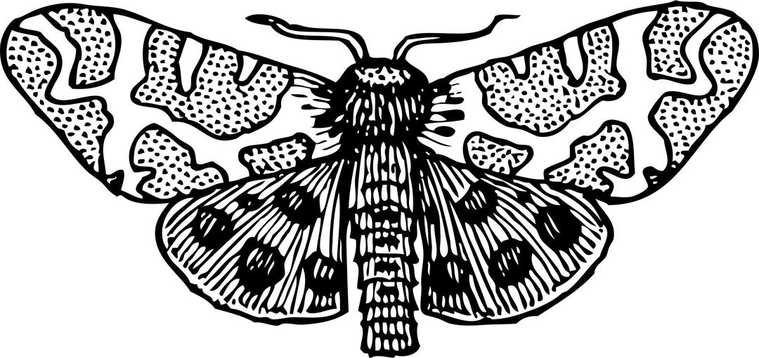 moth wings open png transparent