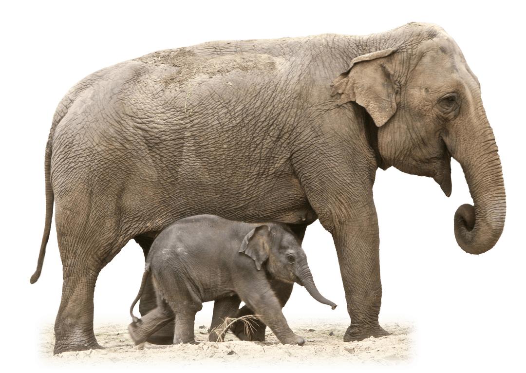 Mother and Baby Elephant png transparent