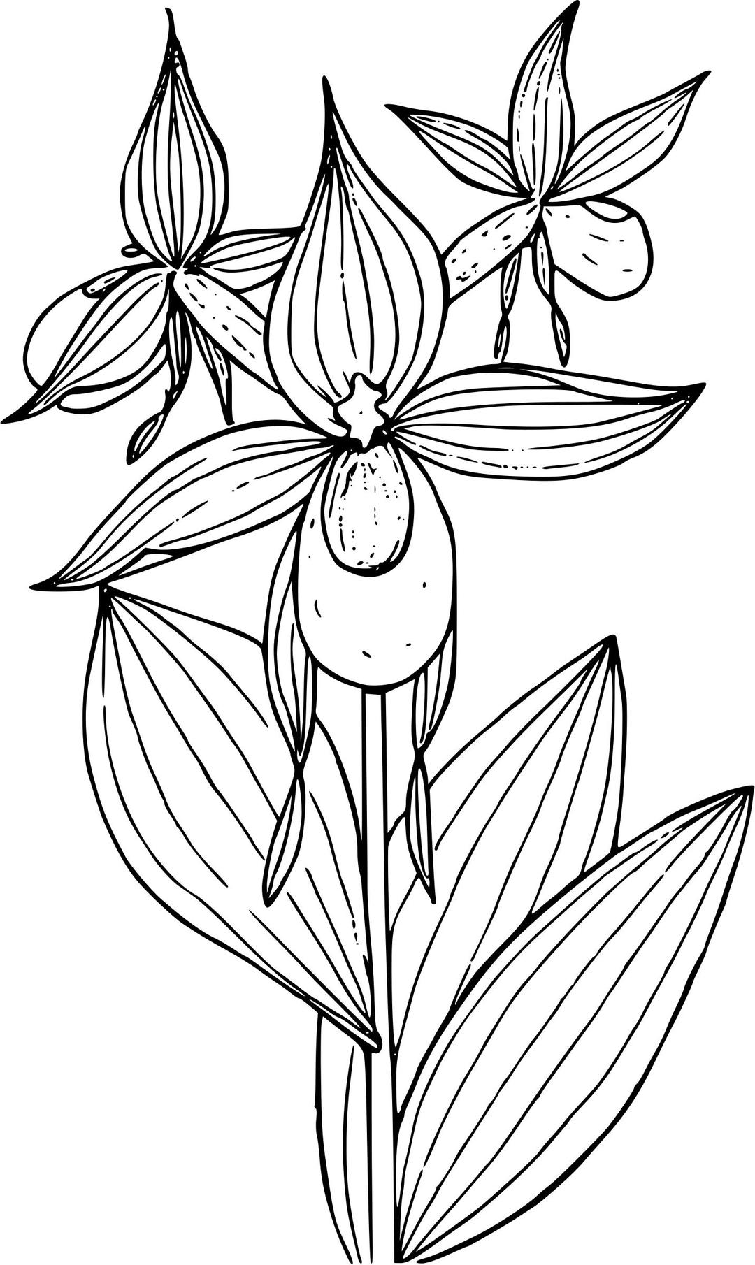 Mountain lady's slipper orchid png transparent