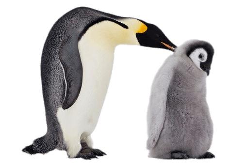 Mum and Baby Penguin png transparent