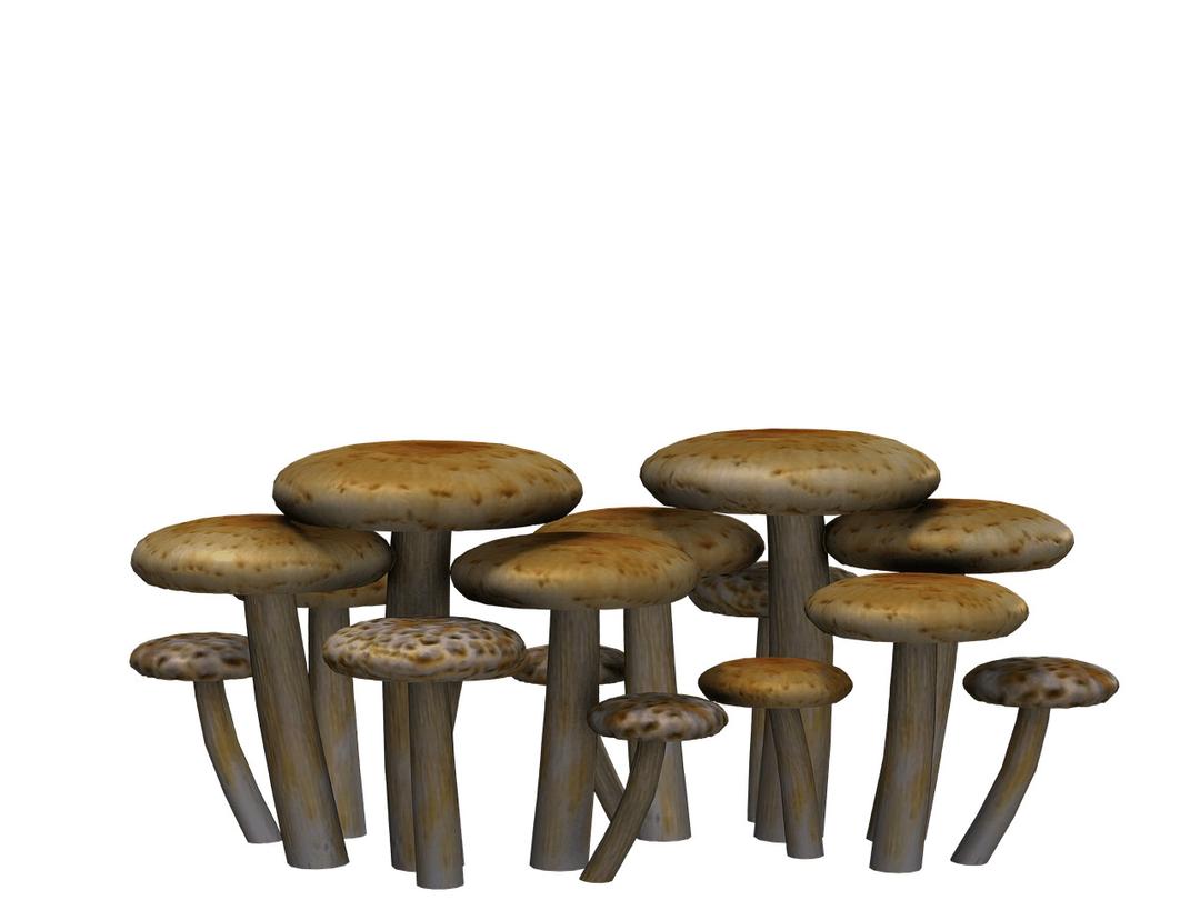 Mushrooms Flat Heads png transparent