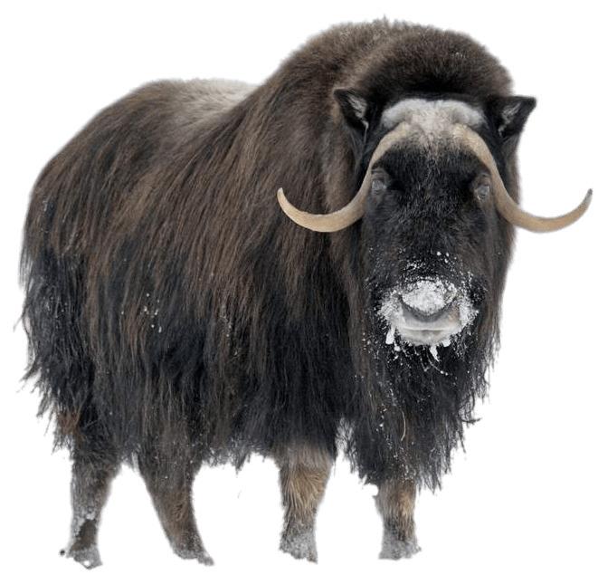 Musk Ox In Winter png transparent