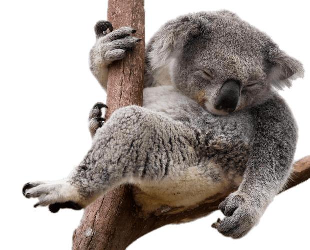 Napping Koala Bear In Eucalyptus Tree png transparent