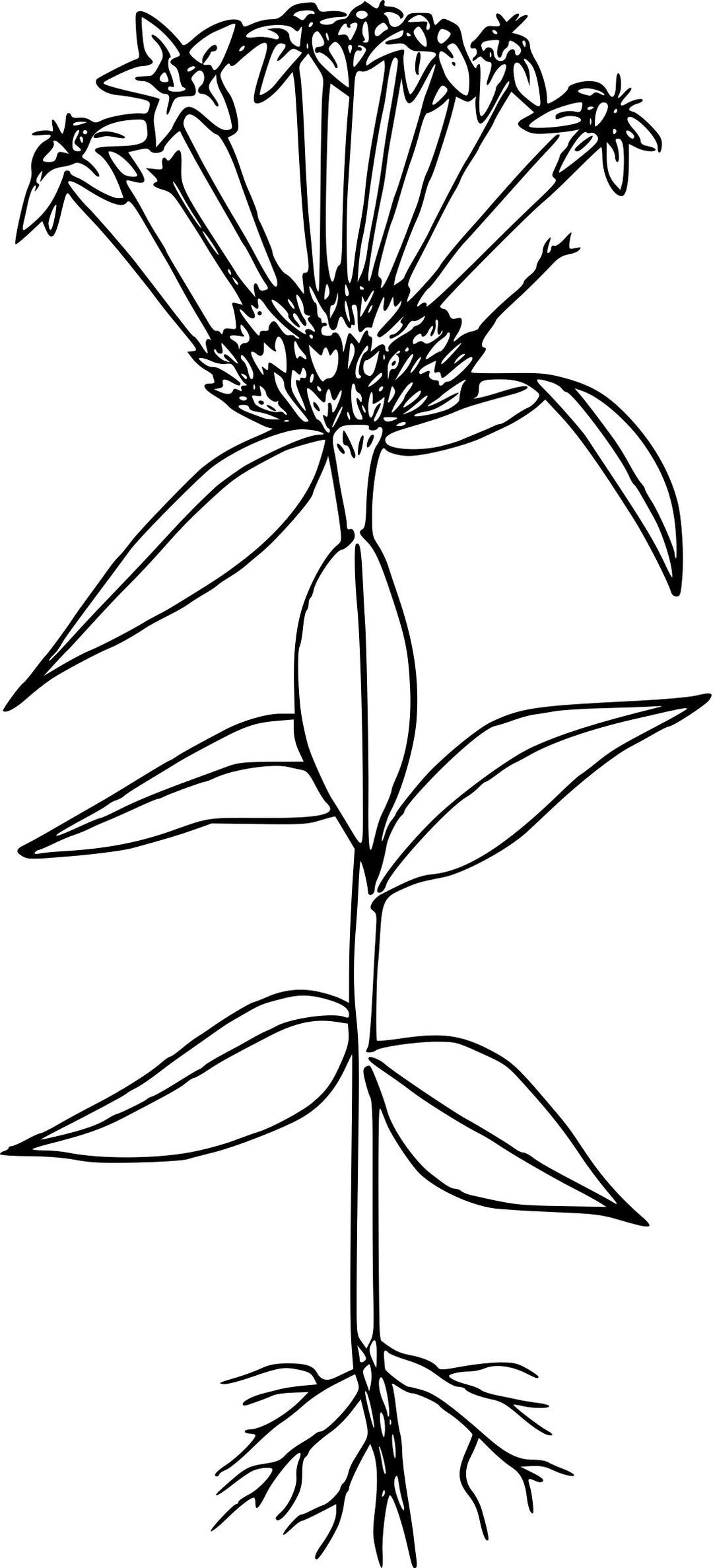 Narrow-leaved collomia png transparent