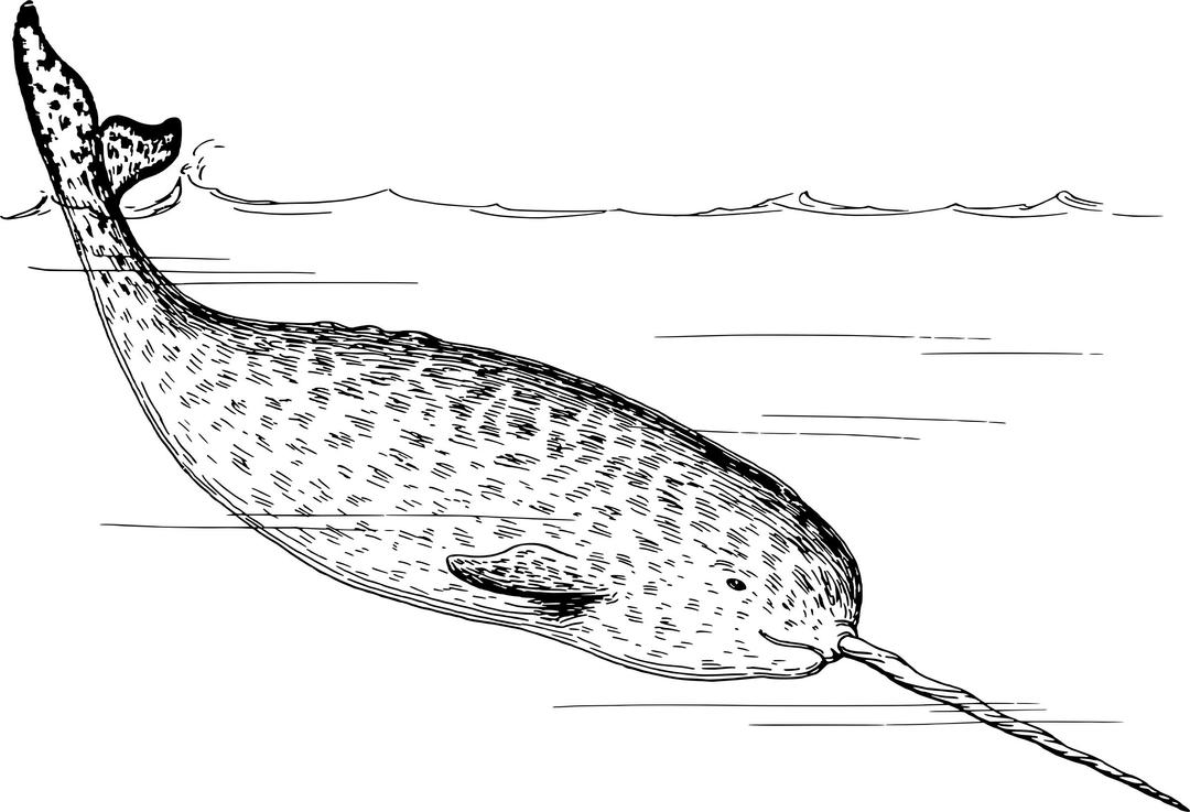 Narwhal png transparent