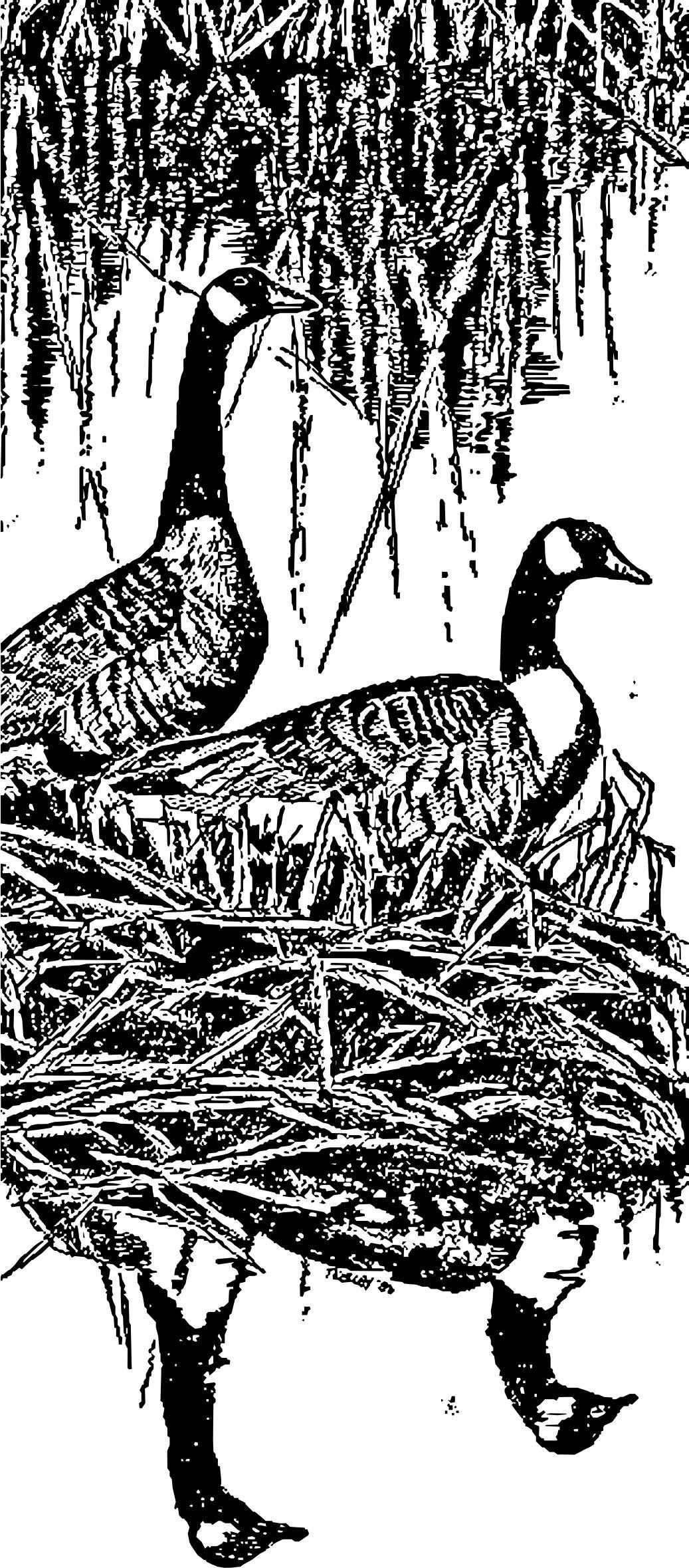 nesting canada geese png transparent