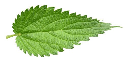 Nettle Leaf png transparent
