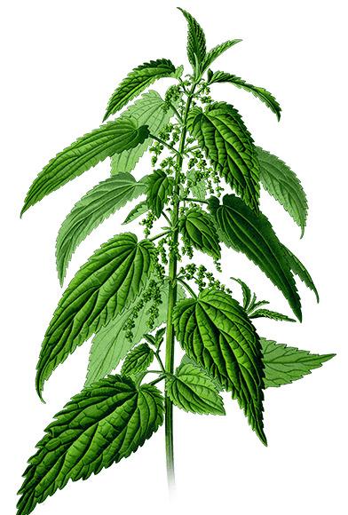 Nettle Plant Drawing png transparent