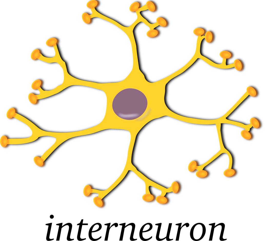 neuron-interneuron png transparent