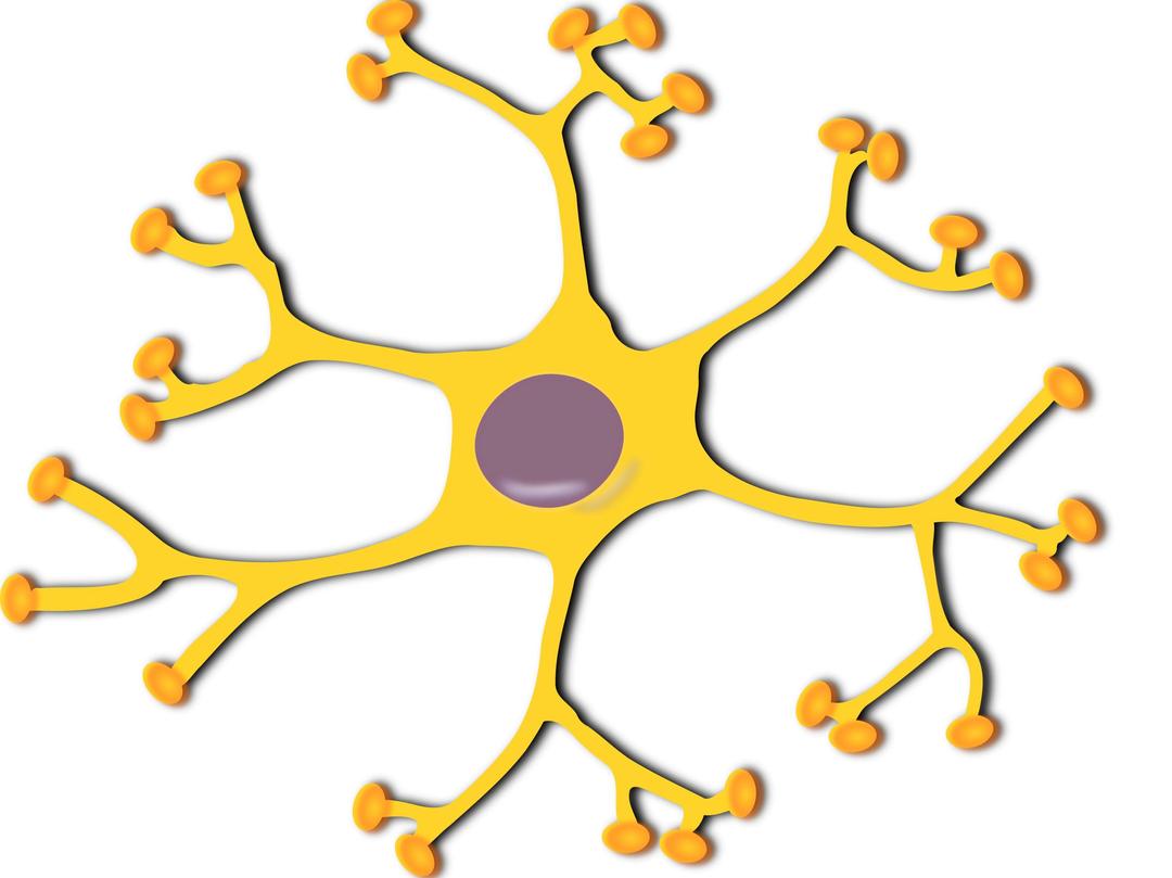 neuron-interneuron 2 png transparent